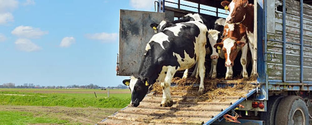 livestock transport of cows to green meadow